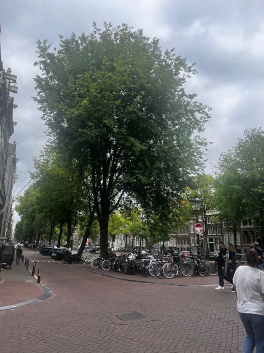 A nice, tree line bordering on a canal. This sort of thing seems to border most roads in Amsterdam which have space for it. It becomes less common in more heavily built up areas.